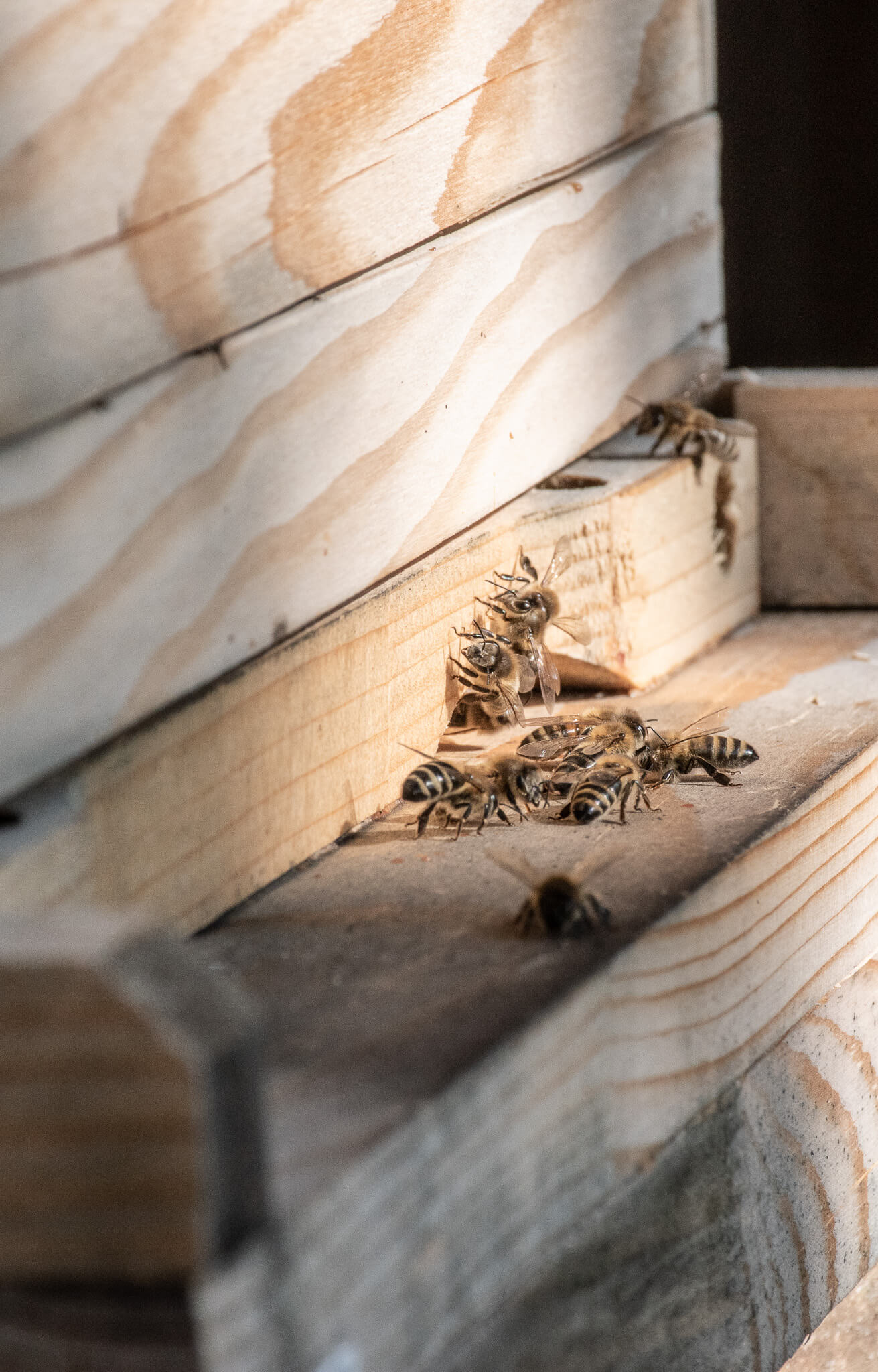 Bienenstockeingang Hochformat