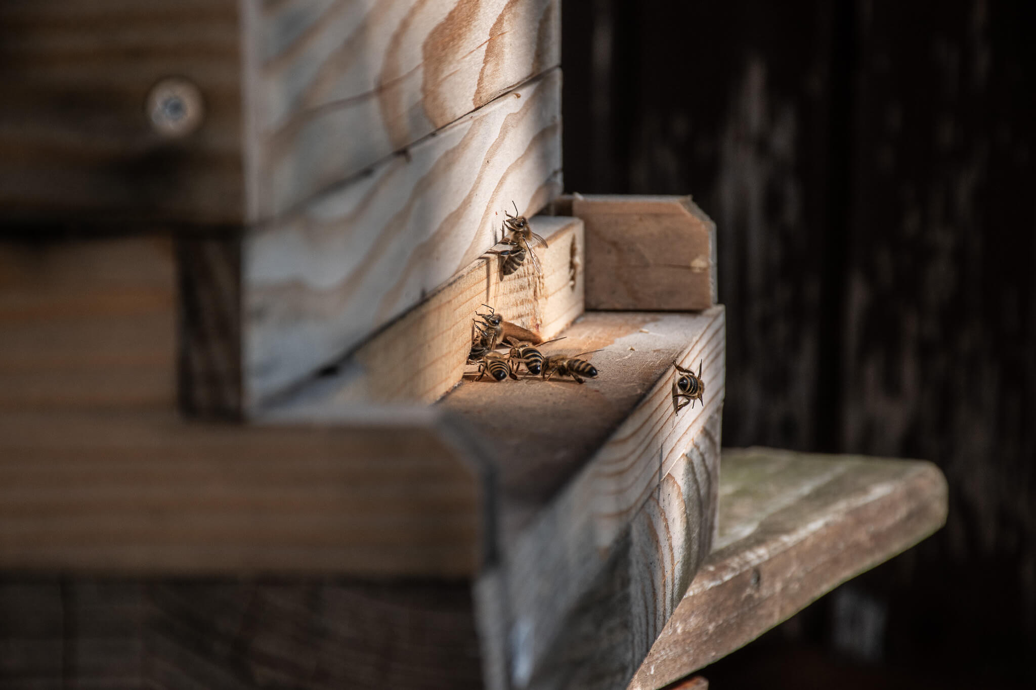 Bienenstockeingang Querformat