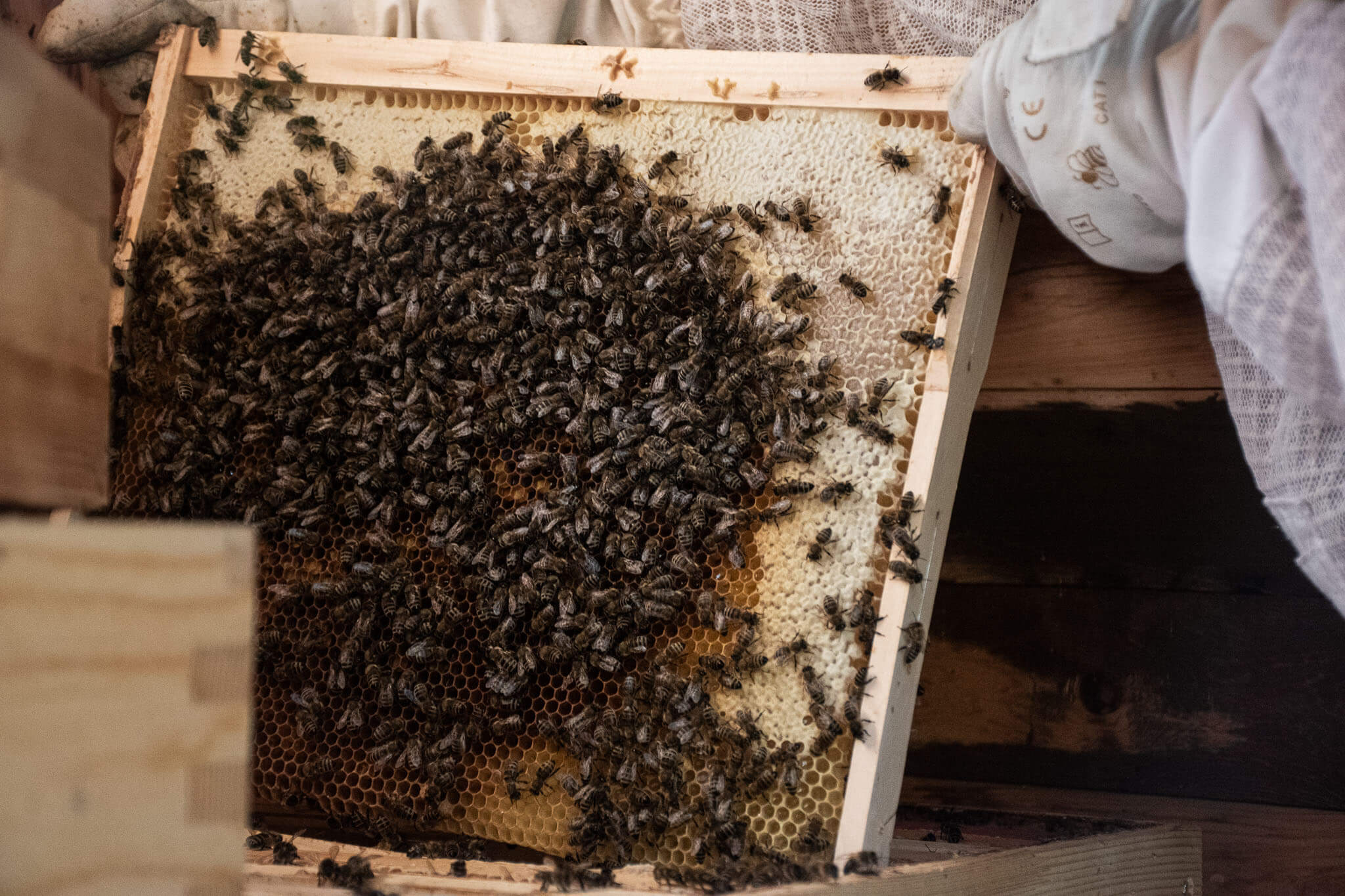 Bienen auf Bienenwabe